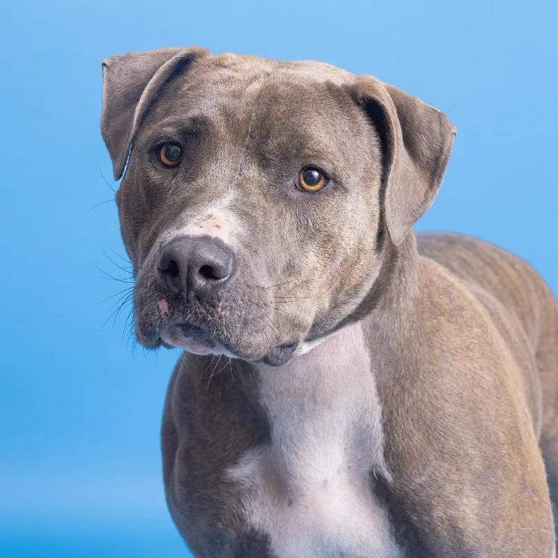 An adult large-sized male Brown / Chocolate Pit Bull Terrier dog named Curly for adoption in Franklin, TN