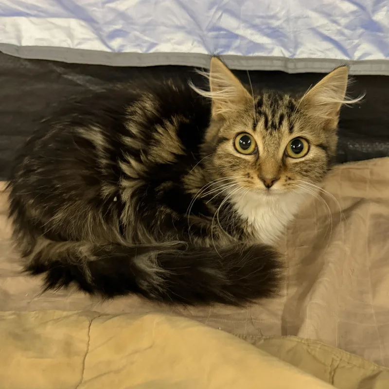 A baby small-sized female Maine Coon cat named Sauce Gumbo for adoption in San Diego, CA