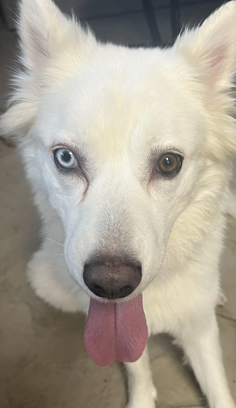 An adult medium-sized female White / Cream Husky dog named Mellie for adoption in Coldwater, MI