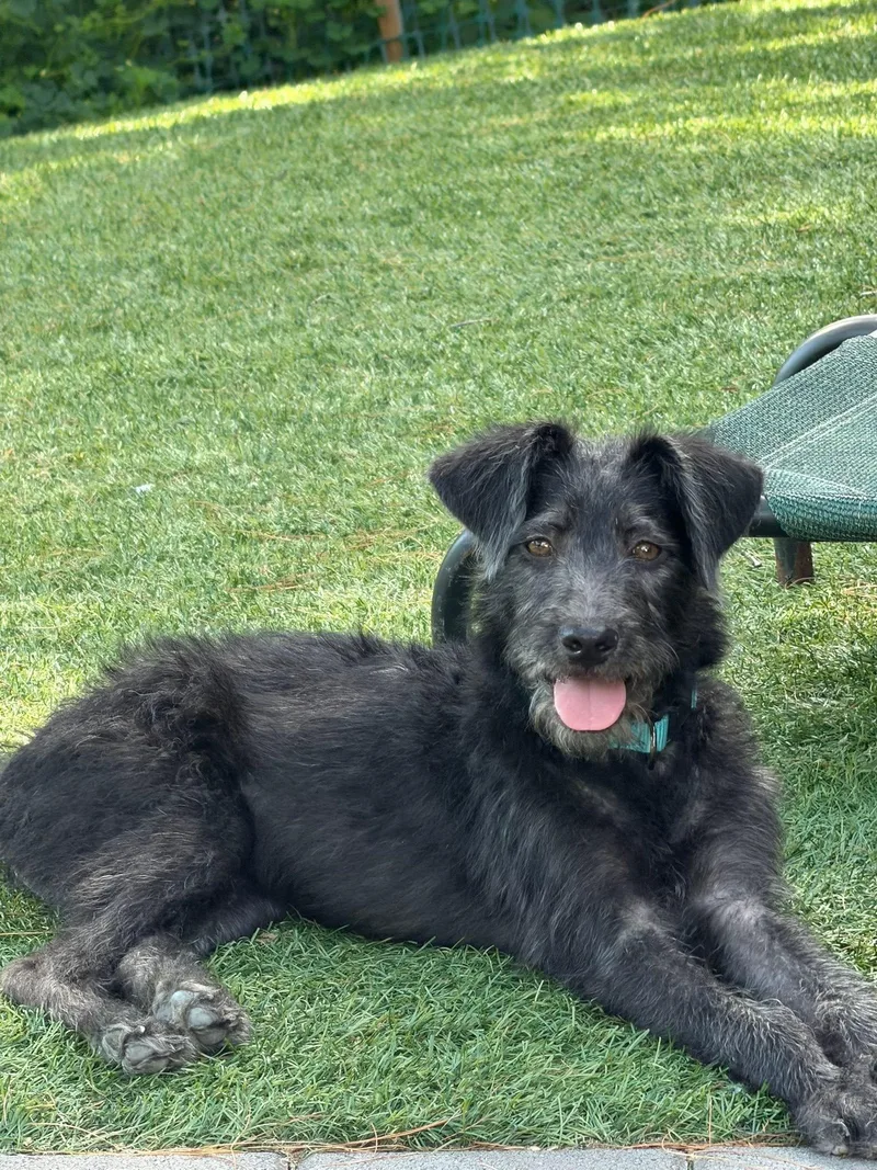 A young medium-sized male Wirehaired Terrier dog named Binky for adoption in Portland, ME