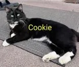 An adult medium-sized male Black & White / Tuxedo Domestic Long Hair cat named Cookie for adoption in Moline, IL