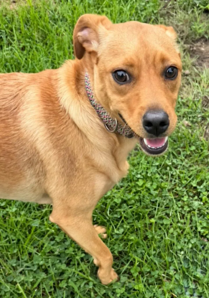 A young small-sized male Chihuahua dog named Dash for adoption in Lagrange, IN