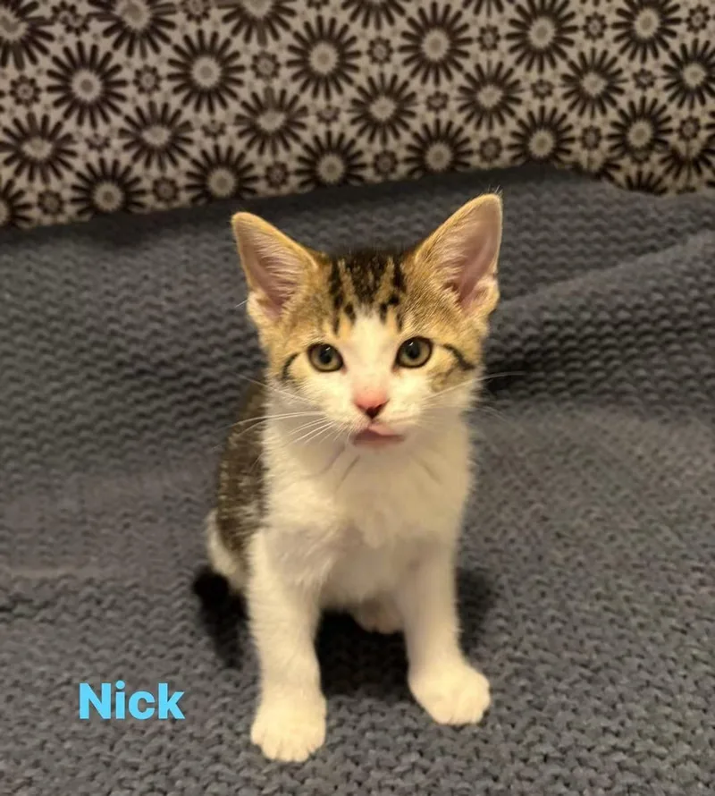 A baby medium-sized male Domestic Short Hair cat named Nick for adoption in Macomb, MI