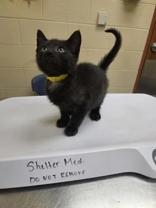 A baby small-sized female Domestic Short Hair cat named Purrl Jam for adoption in Westland, MI