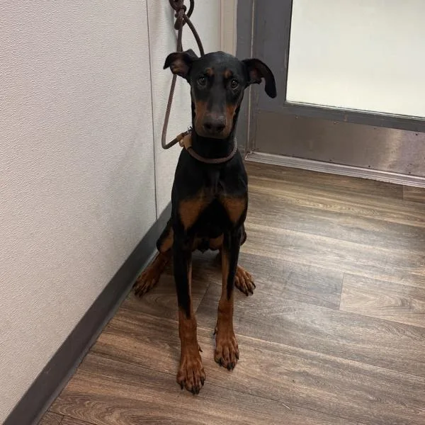 A young large-sized female Doberman Pinscher dog named Mariah for adoption in El Cajon, CA