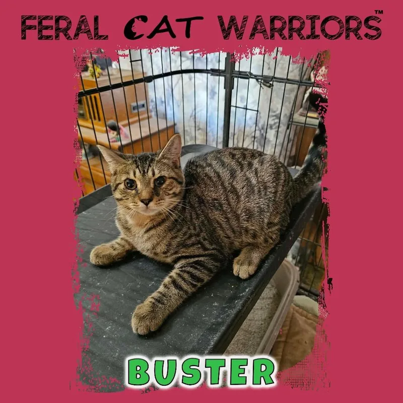A baby small-sized male Black Domestic Short Hair cat named Buster for adoption in Kingman, AZ