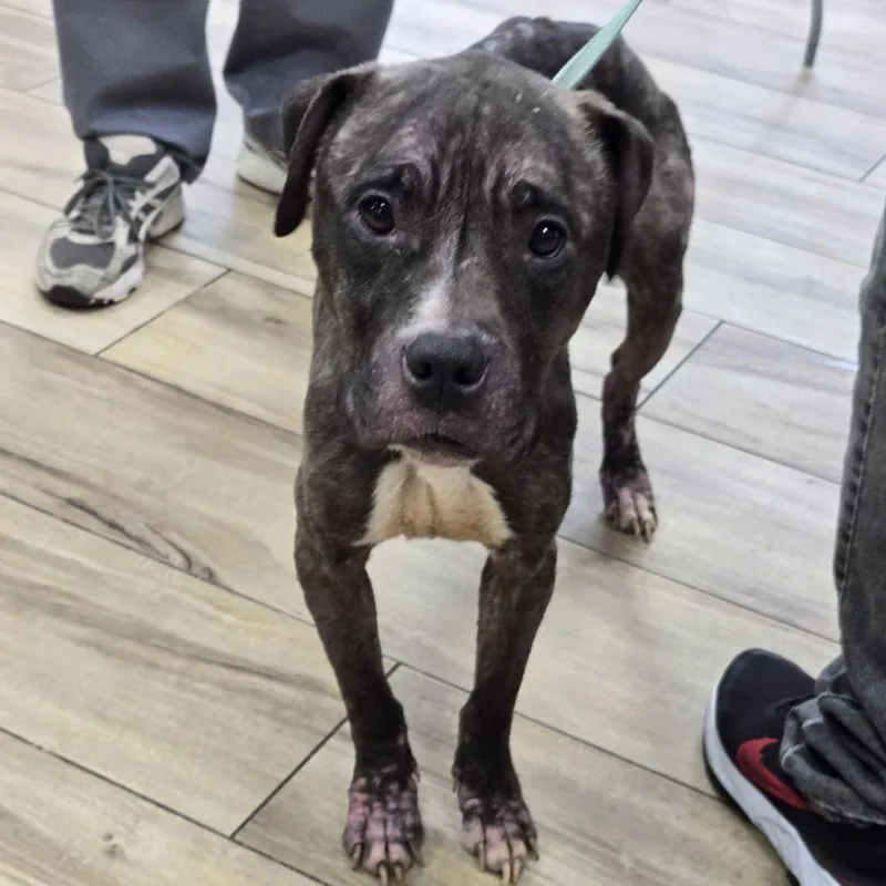 A senior medium-sized female Brown / Chocolate Pit Bull Terrier dog named Esmeralda for adoption in Newark, NJ