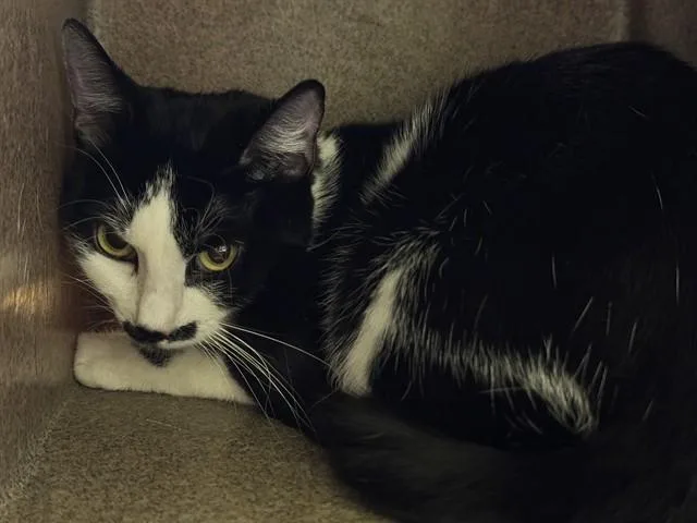 A young medium-sized female Domestic Short Hair cat named Namira for adoption in Pueblo, CO