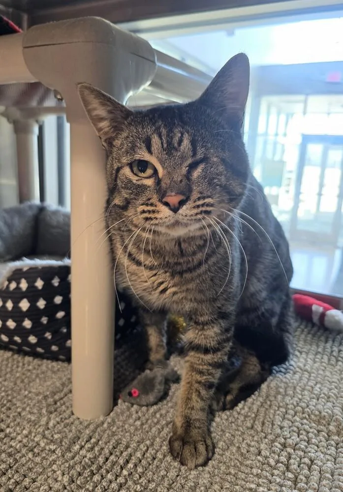 An adult large-sized male Domestic Short Hair cat named Odin for adoption in Wellington, KS