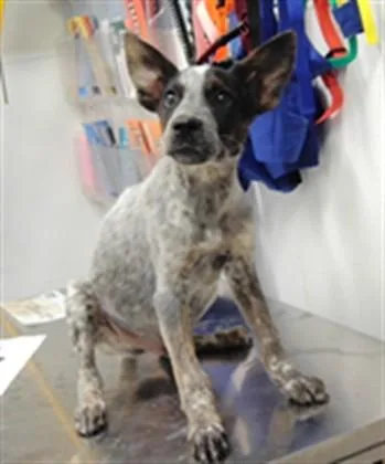 A baby small-sized male Australian Cattle Dog / Blue Heeler dog named Coffeecake for adoption in Albuquerque, NM