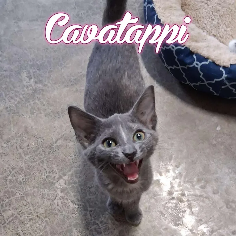 A baby small-sized female Domestic Short Hair cat named Cavatappi for adoption in Hillsboro, OH