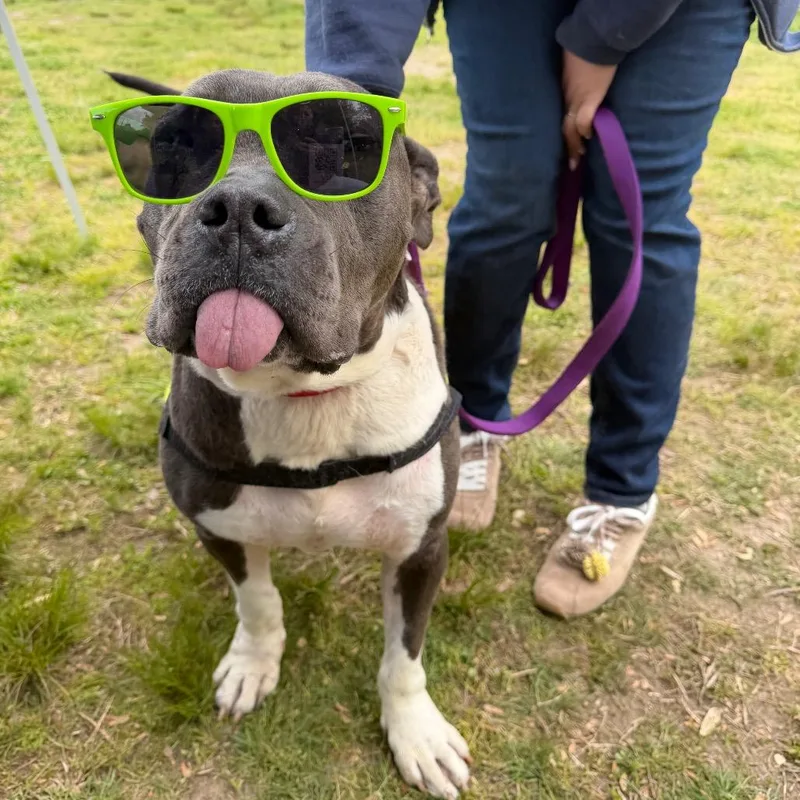 An adult medium-sized female Gray / Blue / Silver Mixed Breed dog named Riyah for adoption in Newark, NJ