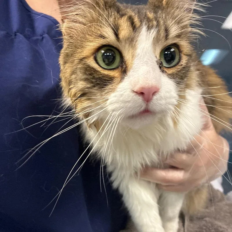 An adult large-sized female Brown / Chocolate Domestic Medium Hair cat named Sweetie Pie for adoption in Newark, NJ