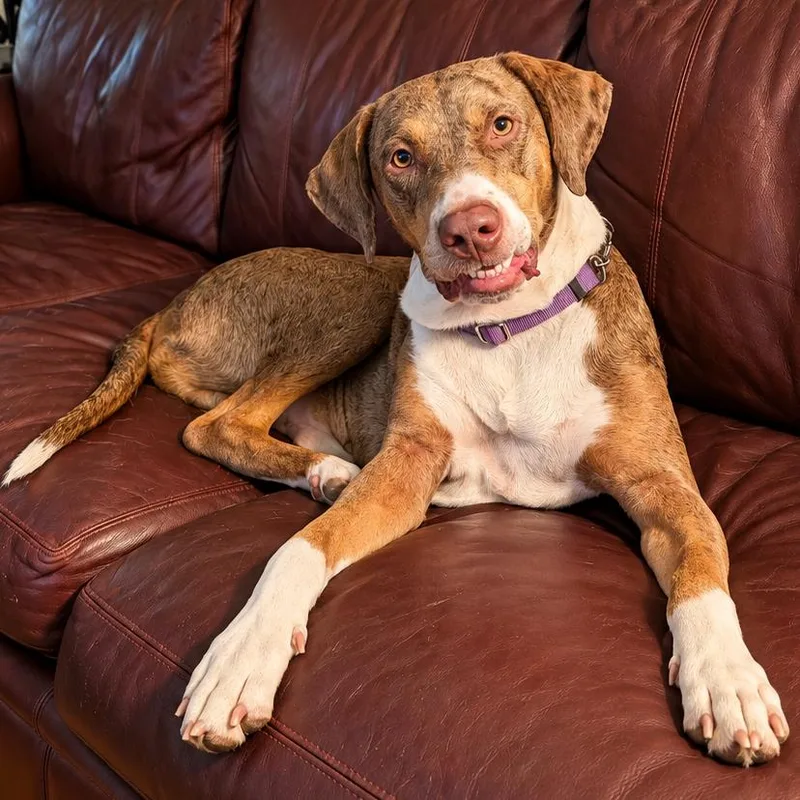 An adult large-sized male Brown / Chocolate Catahoula Leopard Dog named Otis for adoption in New Orleans, LA