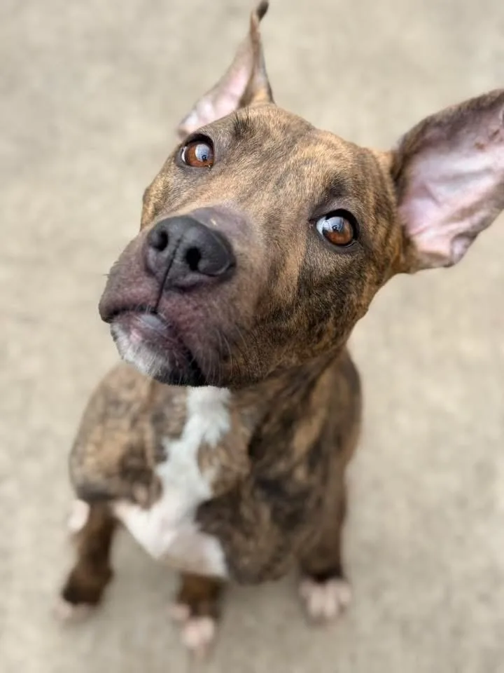 An adult medium-sized female Brindle Pit Bull Terrier dog named Jezebel for adoption in Chicago, IL