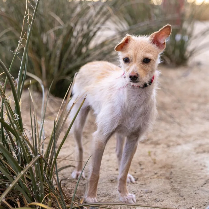 An adult small-sized female White / Cream Terrier dog named Harmony for adoption in Palm Springs, CA