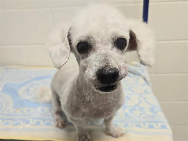A senior small-sized male Poodle dog named Lida Bita Bota Bud for adoption in Auburn, CA