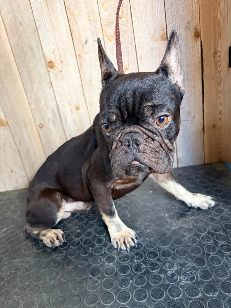 A young small-sized male French Bulldog dog named Dino for adoption in Missouri City, TX