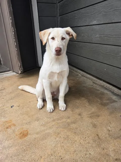 A young medium-sized female Husky dog named Akinai for adoption in San Antonio, TX