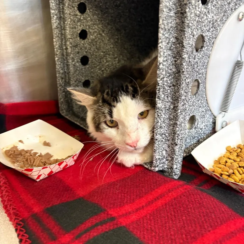 A young medium-sized male Brown / Chocolate Domestic Short Hair cat named Pistachio for adoption in Birdsboro, PA