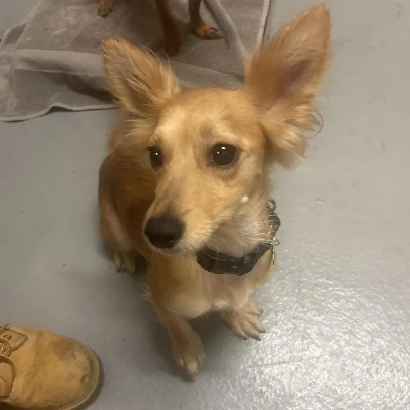 An adult small-sized female Yellow / Tan / Blond / Fawn Chihuahua dog named Heiter for adoption in Tacoma, WA