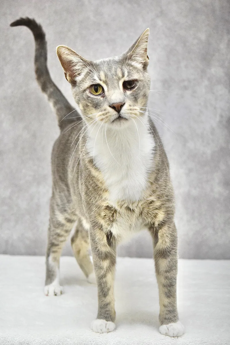 An adult large-sized male Tabby (Gray / Blue / Silver) Domestic Short Hair cat named Riley for adoption in Dublin, CA