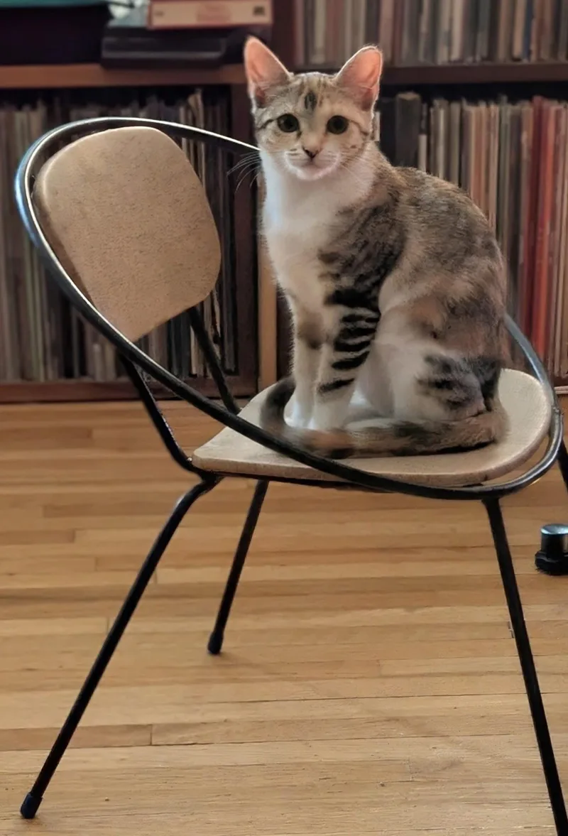 A baby medium-sized female Calico cat named Ivy for adoption in San Jose, CA