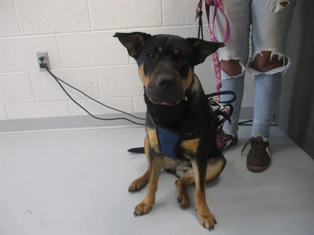 A young medium-sized female Shar-Pei dog named Daisy for adoption in Ocala, FL