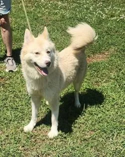 An adult medium-sized female Jindo dog named Bunnie for adoption in Madison, NJ