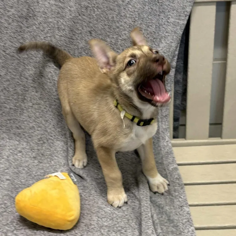 A young medium-sized female Yellow / Tan / Blond / Fawn German Shepherd Dog dog named Hera for adoption in Beaumont, TX