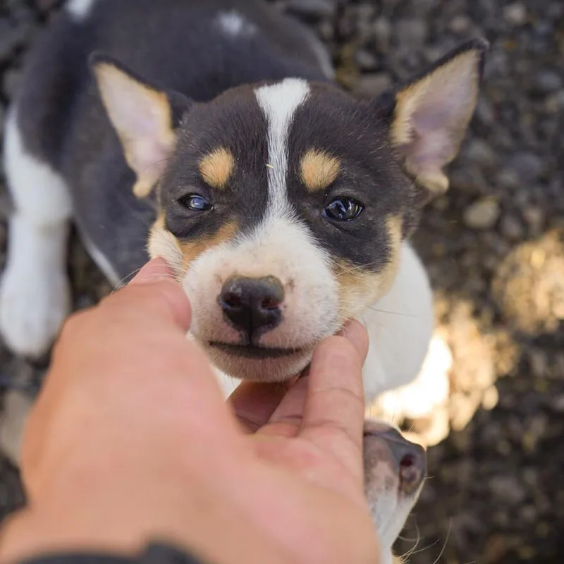 A baby small-sized male Black Mixed Breed dog named Willie for adoption in Spanish Fork, UT