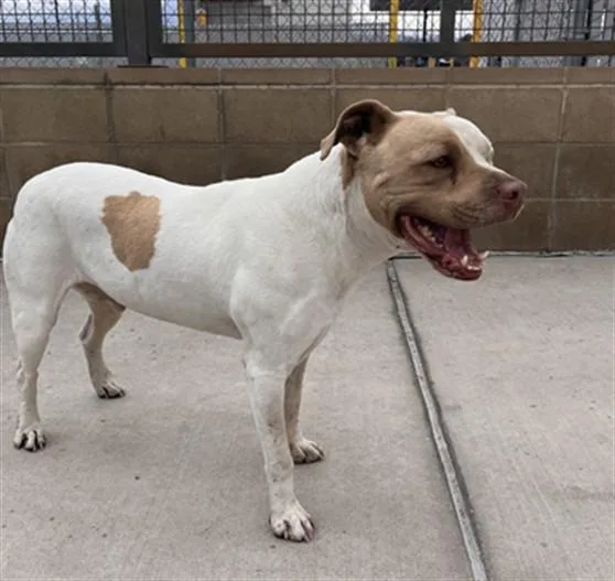 An adult large-sized male Pit Bull Terrier dog named Zeus for adoption in Denver, CO