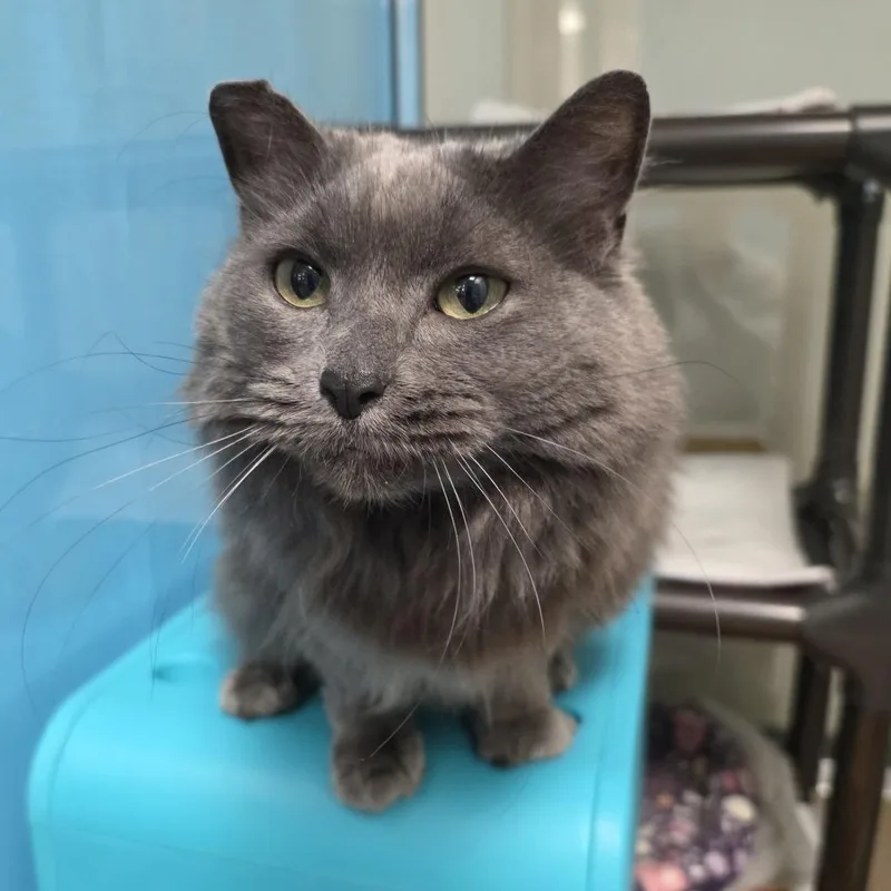 A senior large-sized female Domestic Long Hair cat named Happy for adoption in Oshkosh, WI