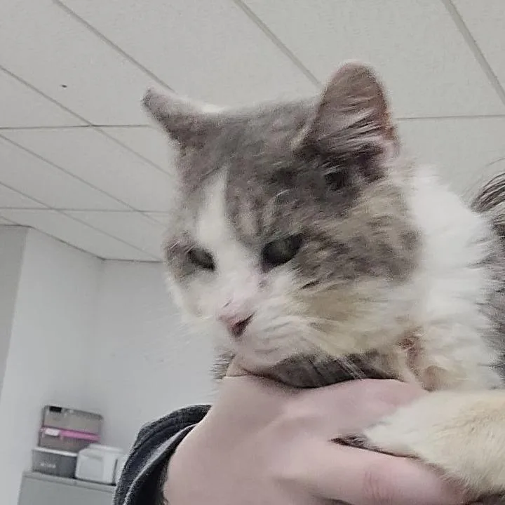 Lucianoc thumbnail 2