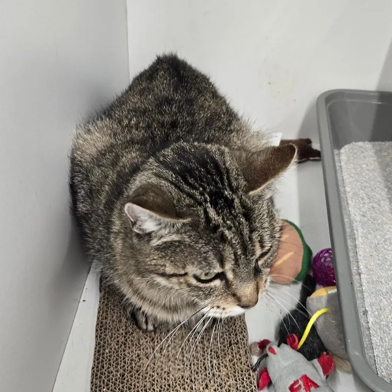 An adult medium-sized female Brown / Chocolate Domestic Short Hair cat named Ella Fitzgerald for adoption in Hamburg, NY