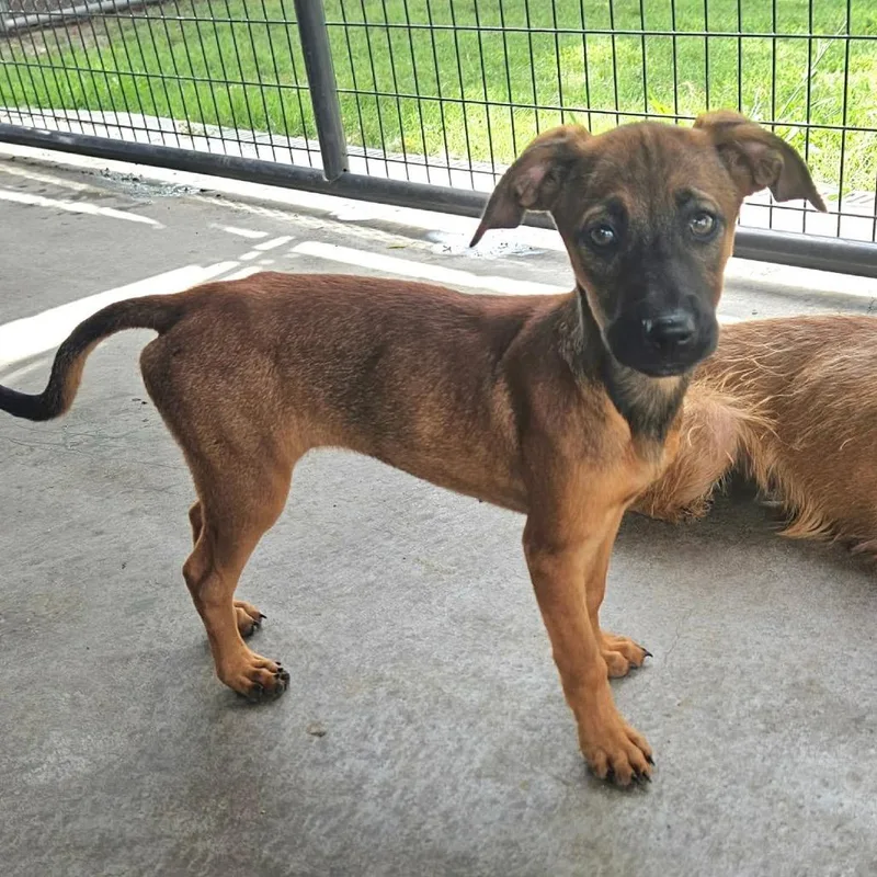 A baby medium-sized female Brown / Chocolate Cairn Terrier dog named Nan for adoption in Kansas City, MO