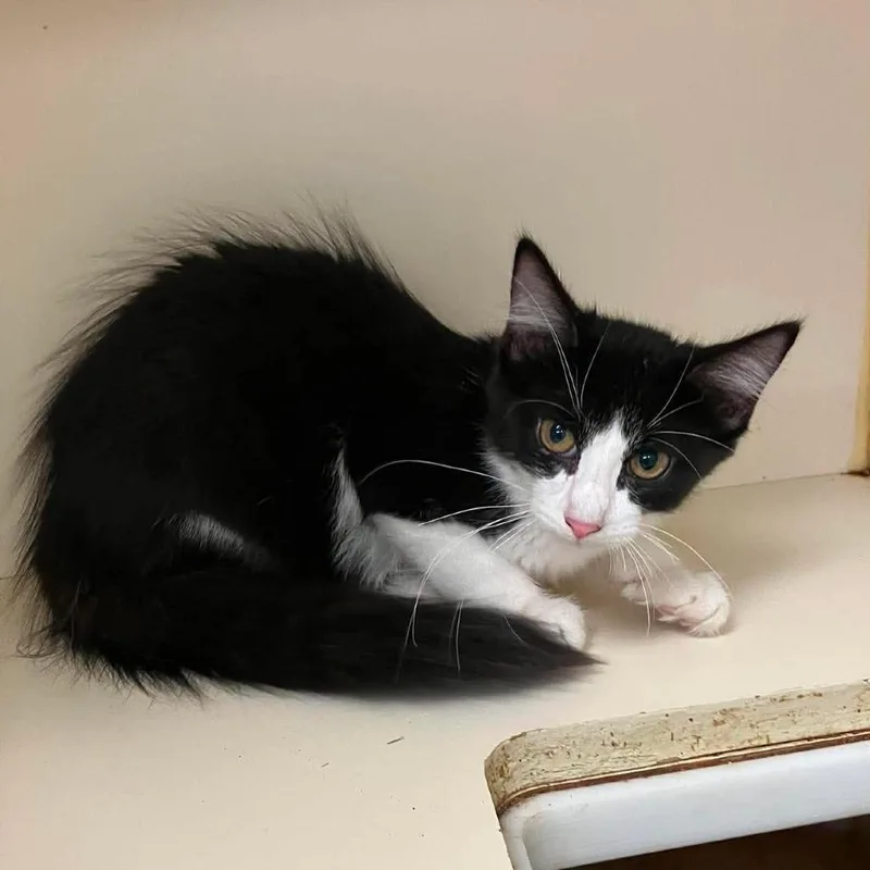 A baby small-sized female Black Domestic Medium Hair cat named StayC for adoption in Madill, OK
