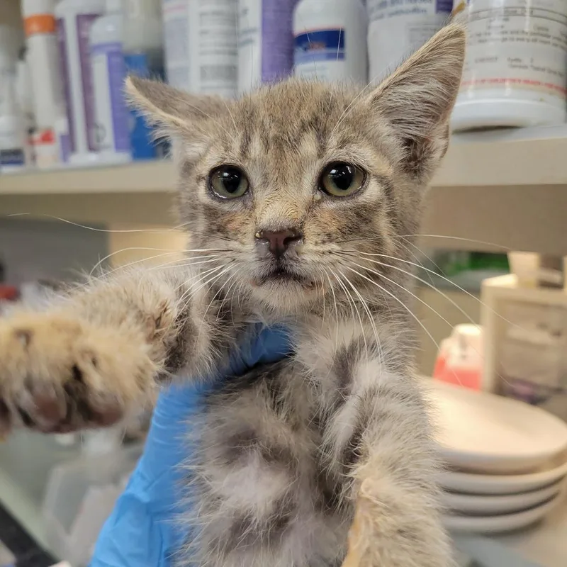 A baby small-sized male Gray / Blue / Silver Domestic Short Hair cat named Super Mario for adoption in Westminster, CA