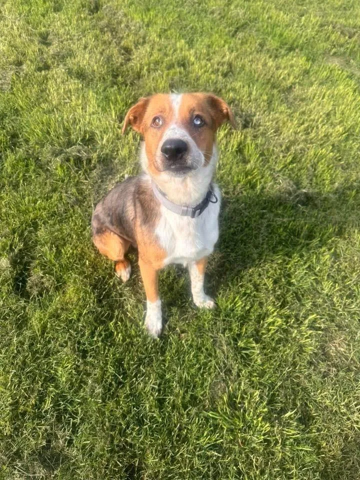 A young large-sized male Catahoula Leopard Dog dog named Monroe for adoption in North Syracuse, NY