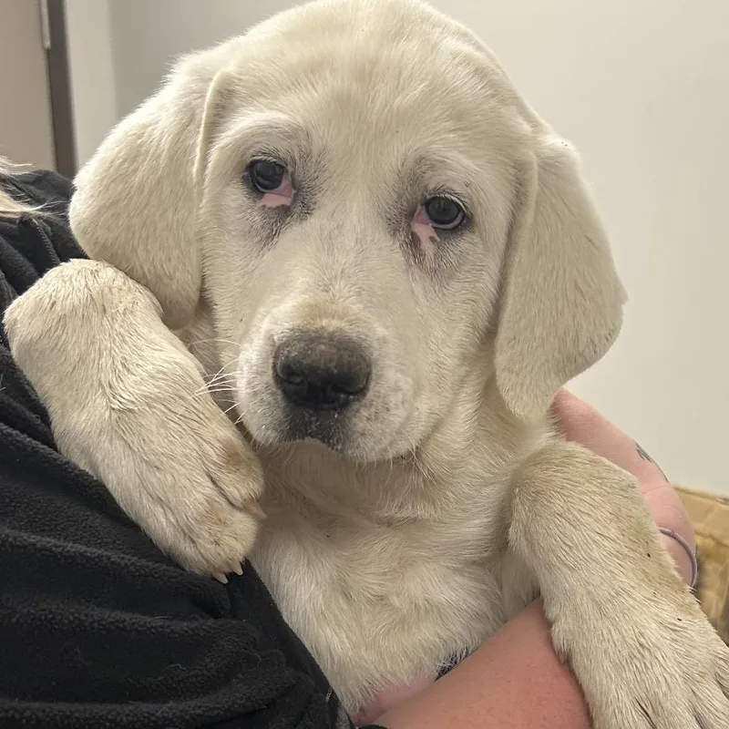 A baby medium-sized female White / Cream Great Pyrenees dog named Pearl for adoption in Nashville, TN