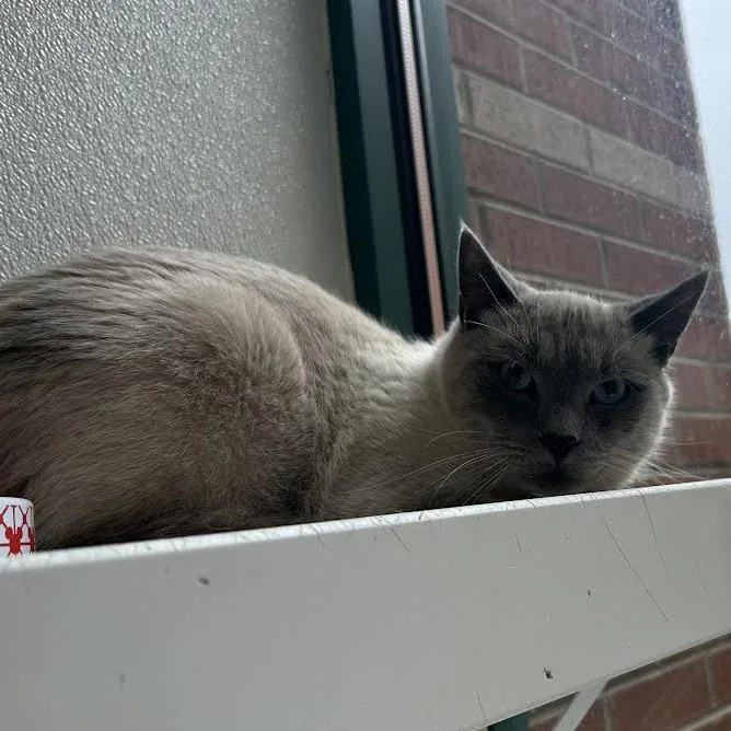 An adult large-sized male Gray / Blue / Silver Domestic Short Hair cat named Athis for adoption in Springfield, MA