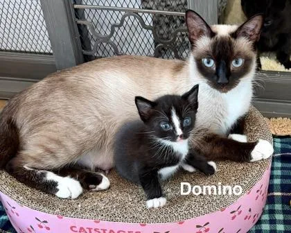 Domino