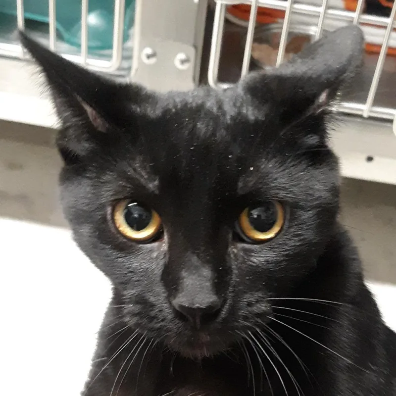 A young medium-sized female Black Domestic Short Hair cat named Mavis for adoption in Spokane, WA