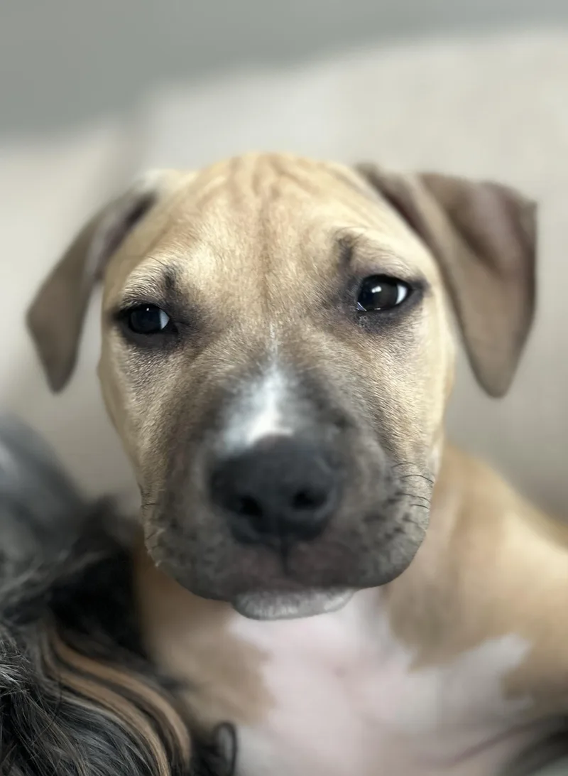 A baby medium-sized female Apricot / Beige Pit Bull Terrier dog named Agnes for adoption in Oceanport, NJ