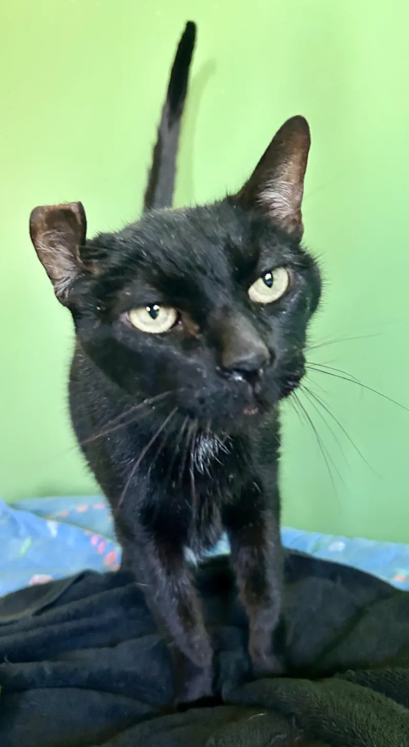 A senior medium-sized male Black Domestic Short Hair cat named Sam for adoption in BLACK MOUNTAIN, NC