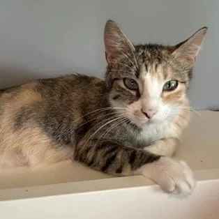 An adult medium-sized female Calico Domestic Short Hair cat named Duchess for adoption in Rochester, MN