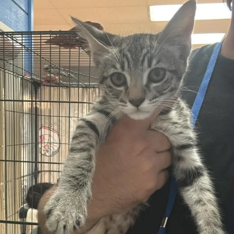 A baby small-sized male Brown / Chocolate Domestic Short Hair cat named Baby Boy Chino for adoption in Chino Hills, CA
