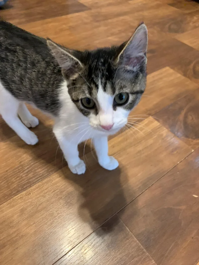 A baby medium-sized female Tabby (Brown / Chocolate) Domestic Short Hair cat named Annie for adoption in Chambersburg, PA