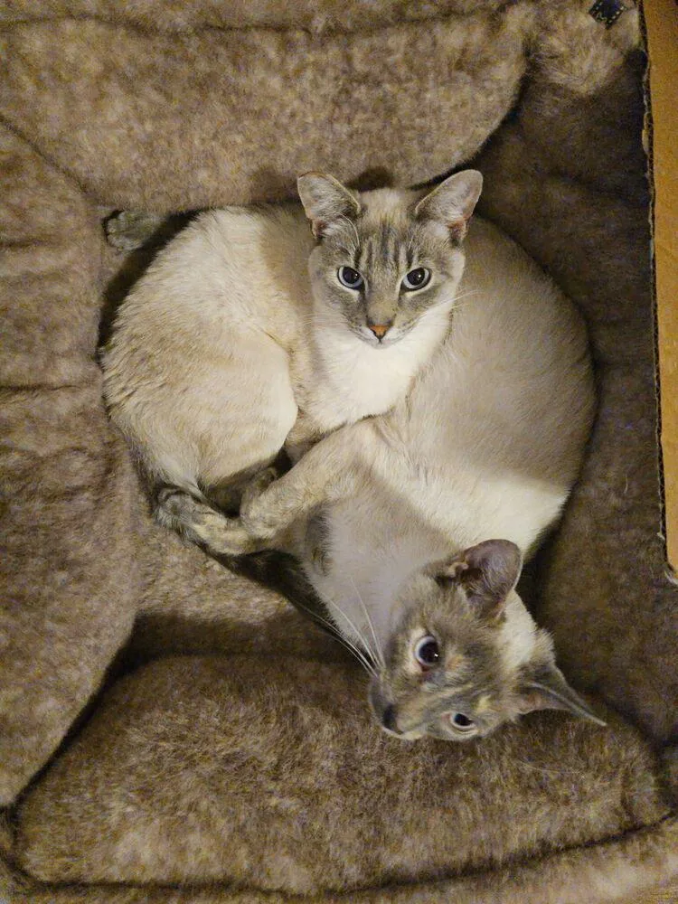 Kimmie & Kara thumbnail 2