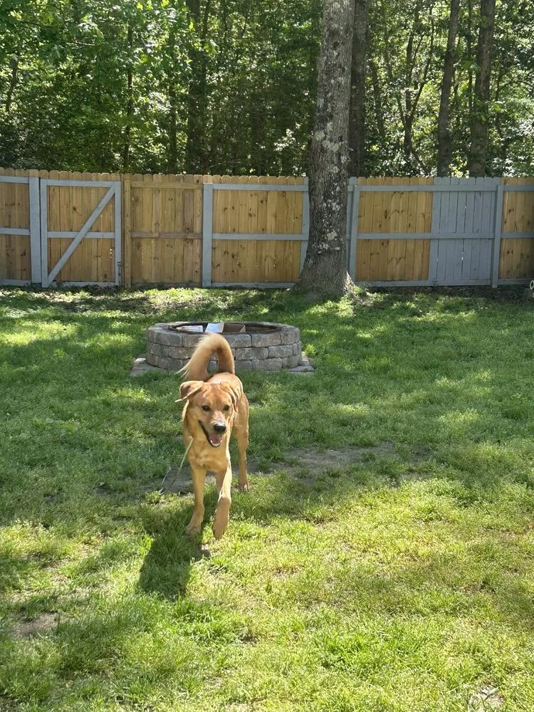 A young large-sized male Brown / Chocolate Labrador Retriever dog named Lotto for adoption in Dutton, VA
